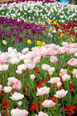 Tulip Meadow