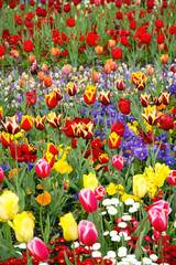 Tulip Garden