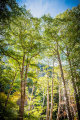 A low perspective on a stand of trees in the mountains during the autumn season.