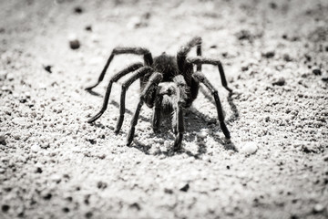 Tarantula