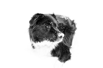 Collie_In_Snow