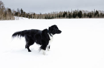 Border Collie In Snow