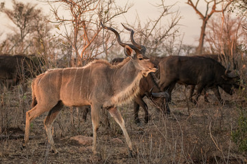 Naklejka na ściany i meble Kudu Bull (Tragelaphus strepsiceros) & Cape Buffalo in evening sunlight - Sabi Sands Game Reserve, South Africa