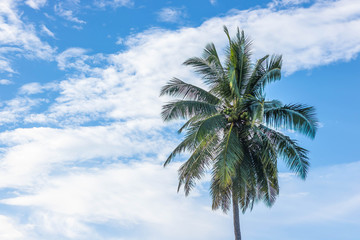 Fototapeta na wymiar The Coconut tree behind the sky