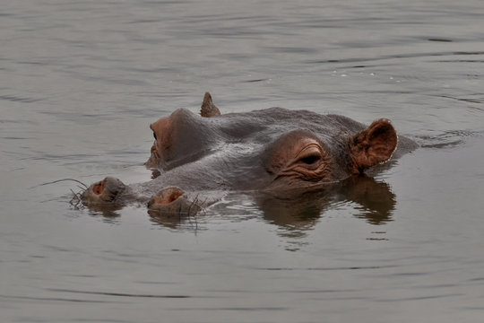 Bathing Hippopotamus  (Hippopotamus amphibius) - Sabi Sands Game Reserve, South Africa