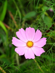 Obraz premium コスモスの花