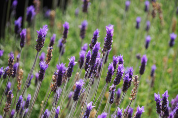 Fototapeta premium Lavender flowers in Stellenbosh,Cape Town, South Africa.