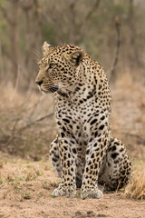 Leopard Sitting (Panthera pardus) - Sabi Sands Game Reserve, South Africa