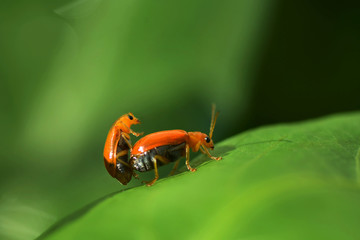 Two ladybug are mating on a green leaf.
