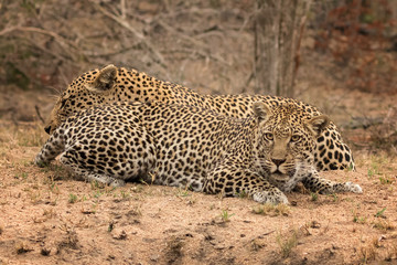 Pair of Leopards Prior to Mating - Sabi Sands Game Reserve, South Africa - Female initiating mating by flirting & presenting herself to the male so he can't resist her.