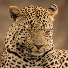 Portrait of Sleeping Leopard (Panthera pardus) - Sabi Sands Game Reserve, South Africa