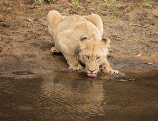 Naklejka na ściany i meble Adolescent Lioness (Panthera leo) on Riverbank - Sabi Sands Game Reserve, South Africa