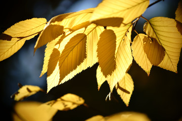 Obraz premium Herbstblätter Gelb-Birke / Die gelben Blätter der Sibirischen Gelb-Birke im Herbst und im Gegenlicht.