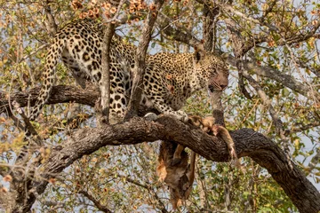 Foto op Canvas Leopard (Panthera pardus) in a Russet Bush-willow Tree (Combretum hereroense) with Impala Kill - Sabi Sands Game Reserve, South Africa © Anne Powell