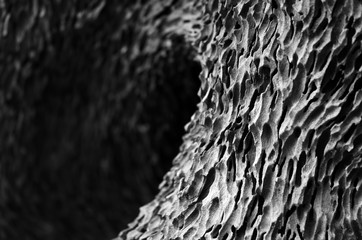 Striped bark of old trees.,Black and white image