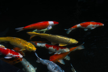 Japan fish call Carp or Koi fish colorful swimming in the pond