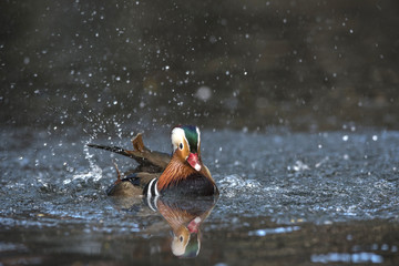 Closeup male mandarin duck (Aix galericulata) swimming