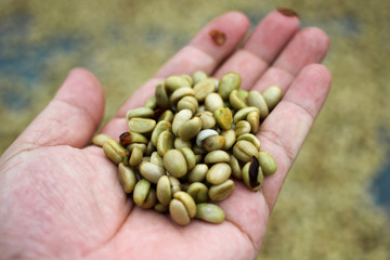 Red berries coffee bean process in factory.