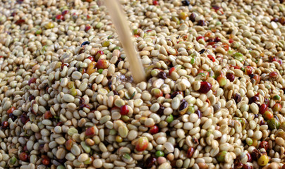 Red berries coffee bean process in factory.