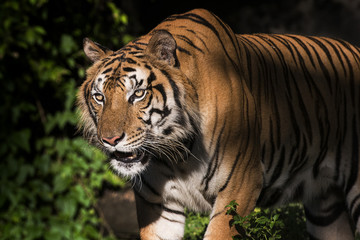 Portrait of a Siberian Tiger