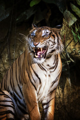 siberian tiger in action of growl