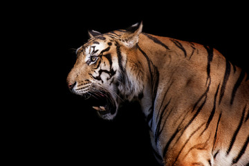 siberian tiger in action of growl