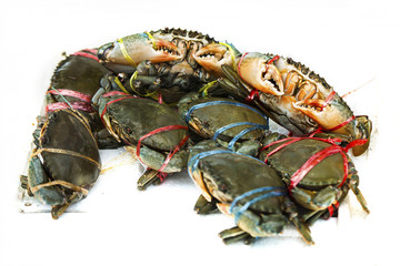 sea crab isolated on white background