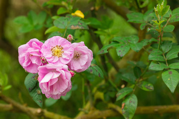pink rose in the garden