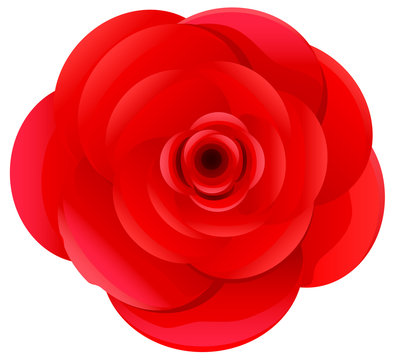 Red rose flower top view vector image