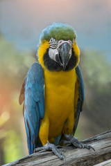 Close-up of colorful blue and gold Macaw parrot