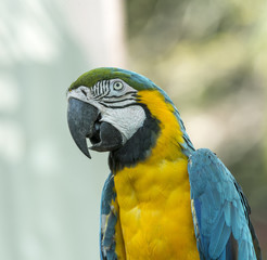 Close-up of colorful blue and gold Macaw parrot