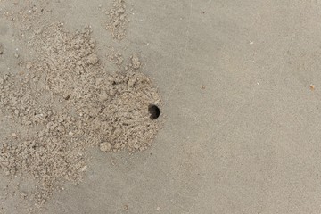 Stone,Shells on the beach With hole of crab. Crab design/Specifi