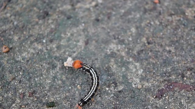 red head caterpillar on the ground