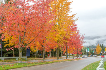 Obraz premium Natural during autumn in Vancouver Canada Oct 2016