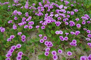Purple flower of beach morning glory with green leaves background