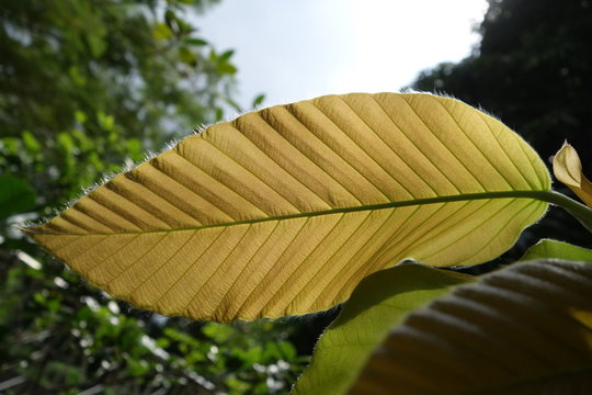 Young Dipterocarpus Alatus leave
