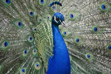 Crédence de cuisine en verre imprimé Paon peacock