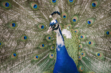 Obraz premium peacock