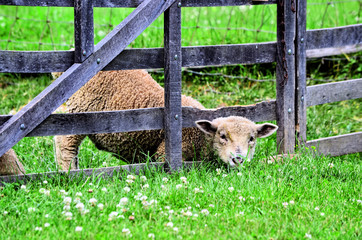 Fototapeta premium Lamb farm