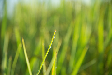 Green nature background.
