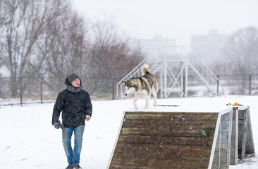 Training a siberian husky dog outdoors in winter