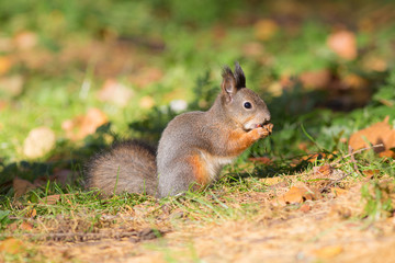Naklejka na ściany i meble squirrel eating a nut in autumn