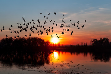 birds silhouettes flying above the lake against sunset