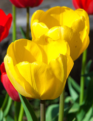 tulips