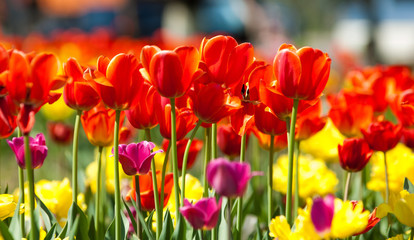 Fototapeta na wymiar tulips
