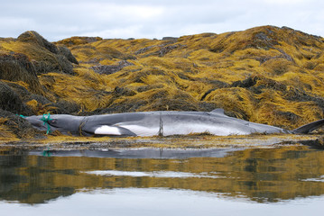 Obraz premium Minke Whale Tangled in a Fishing Net