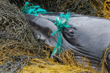 Naklejka premium Green Fishing Net Tangled in a Whale's Mouth
