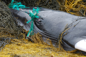 Naklejka premium Zielona sieć rybacka w ustach wieloryba