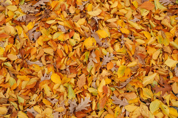 High angle view of colorful autumn leaves background
