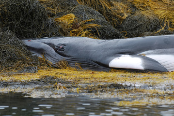 Fototapeta premium Up Close With a Minke Whale